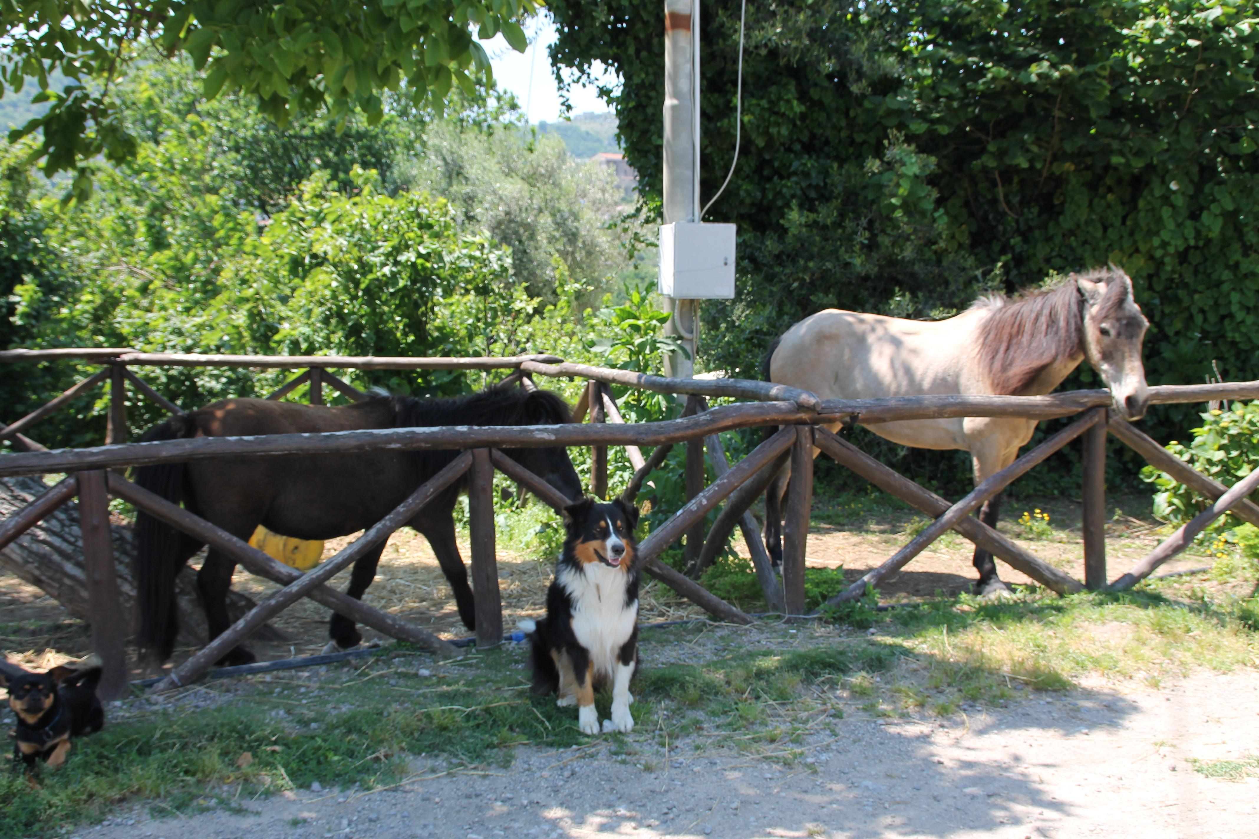 Agriturismo Piccolo Paradiso Piano di Sorrento Ngoại thất bức ảnh