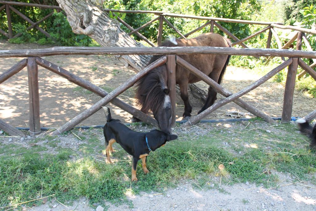 Agriturismo Piccolo Paradiso Piano di Sorrento Ngoại thất bức ảnh
