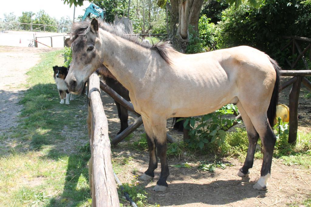 Agriturismo Piccolo Paradiso Piano di Sorrento Ngoại thất bức ảnh